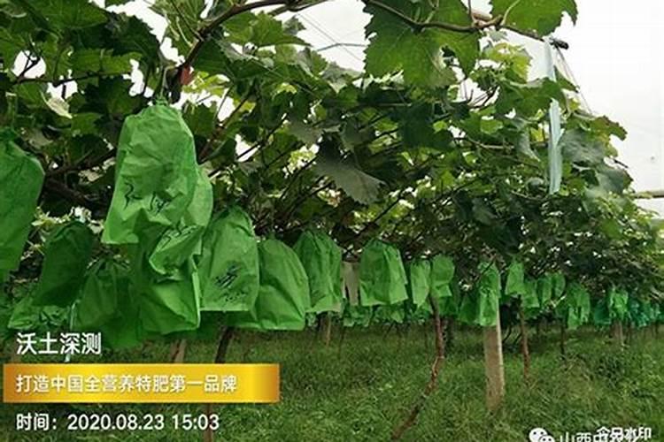 阳光玫瑰葡萄头一次发一张冲什么样的肥料？