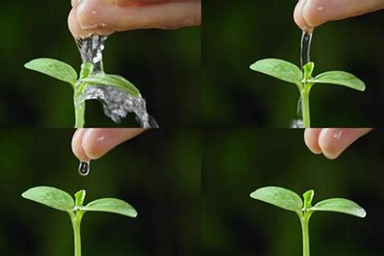 草籽发芽后多久可以施肥