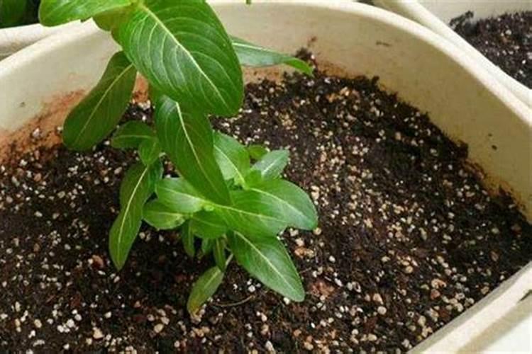 草坪种子发芽后多久可以施肥