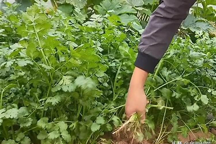 香菜浇什么肥料合适