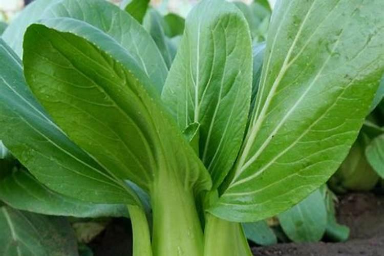 上海青的种植方法和时间施肥