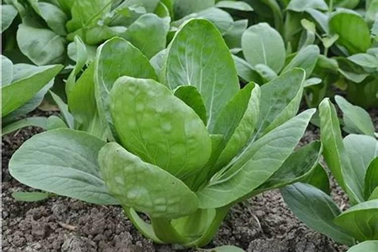 上海青最佳化肥比例