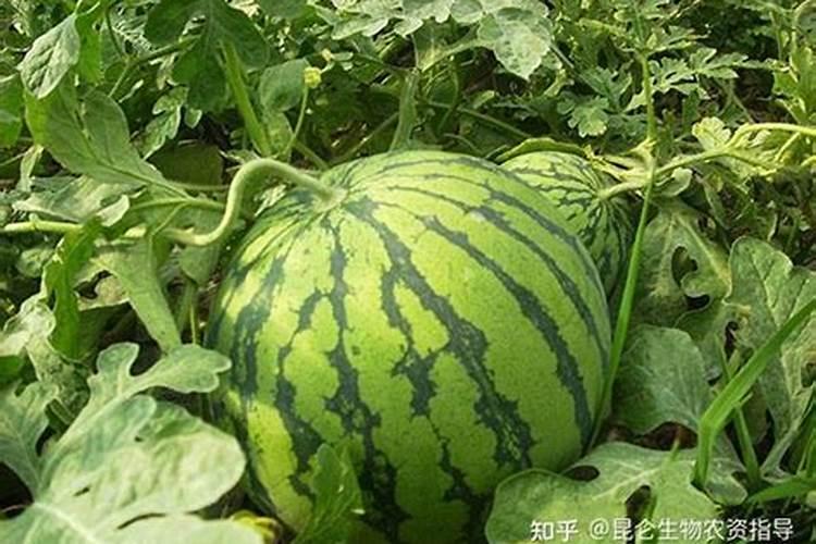 花生麸施肥几天一次？