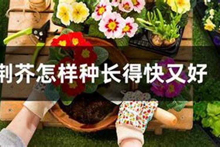 花椒叶面肥多久打好