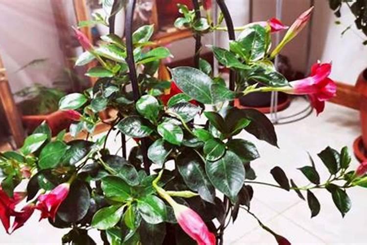 飘香藤施什么肥花开的旺盛,这一点一定要注意