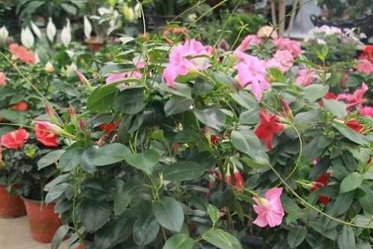 飘香藤施什么肥花开的旺盛