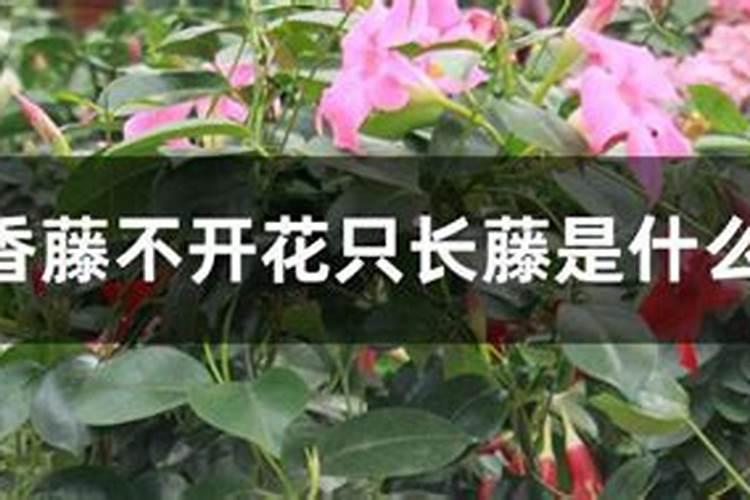 飘香藤施什么肥花开的旺盛 飘香藤施哪些肥料长势好呢