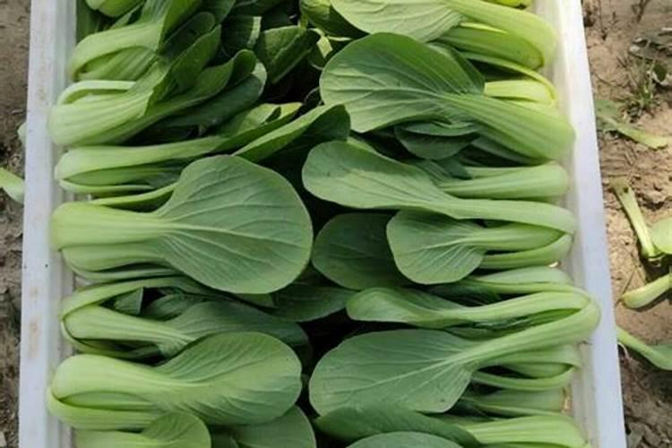 油菜亩产量一般多少斤 种植亩产及利润是多少