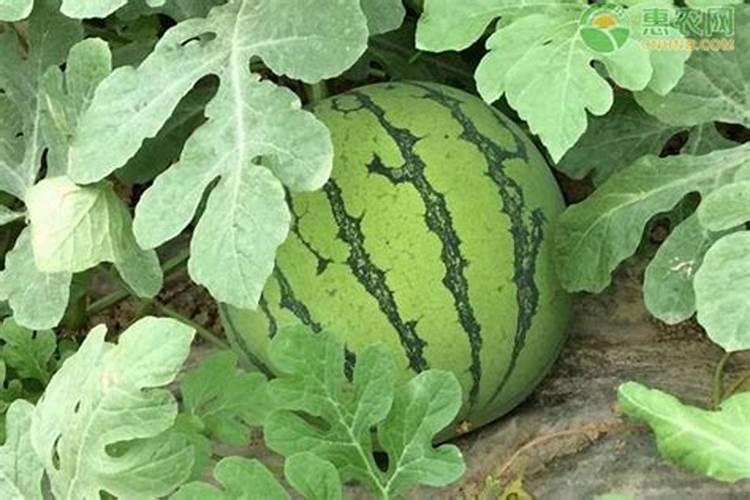 西瓜座果期用什么水溶肥效果好？西瓜结果期冲施什么肥料好？
