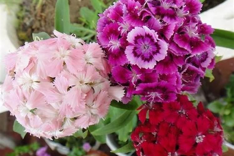 金边瑞香用什么土种