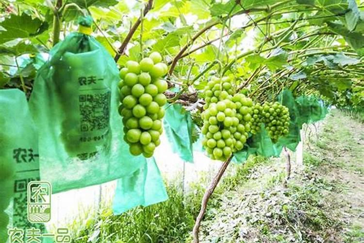 葡萄套袋时叶面喷施钙肥有什么好处
