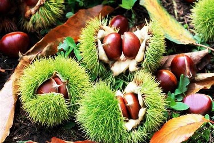 早板栗夏季什么时候施肥合适