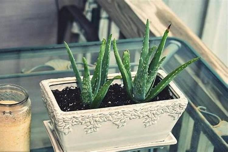 怎么才能使芦荟叶片长宽？