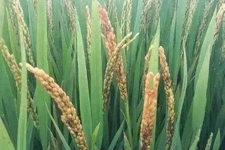 水稻缺硅要怎样救治？