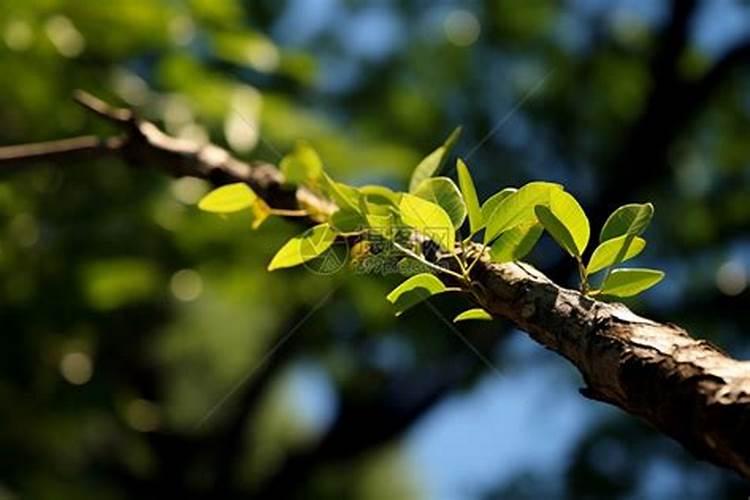 水稻分蘖期喷什么叶面肥好