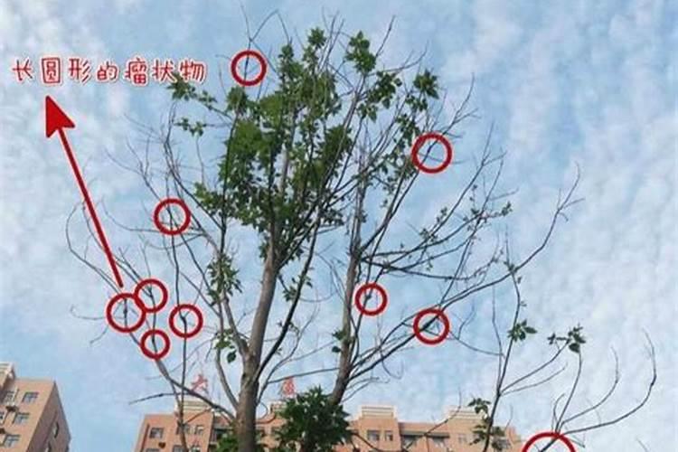 盆栽桂花可以施叶面肥吗