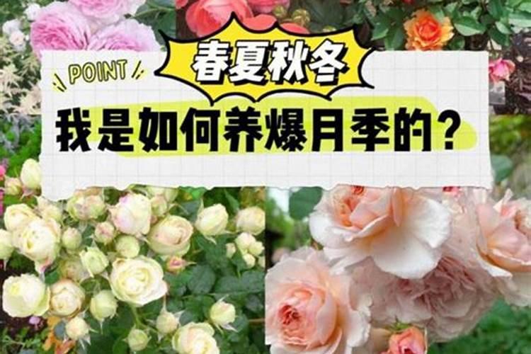 月季花怎么养护和施肥