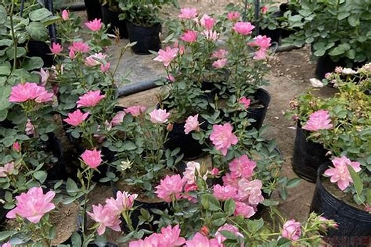 月季花施肥方法怎样给月季花施肥