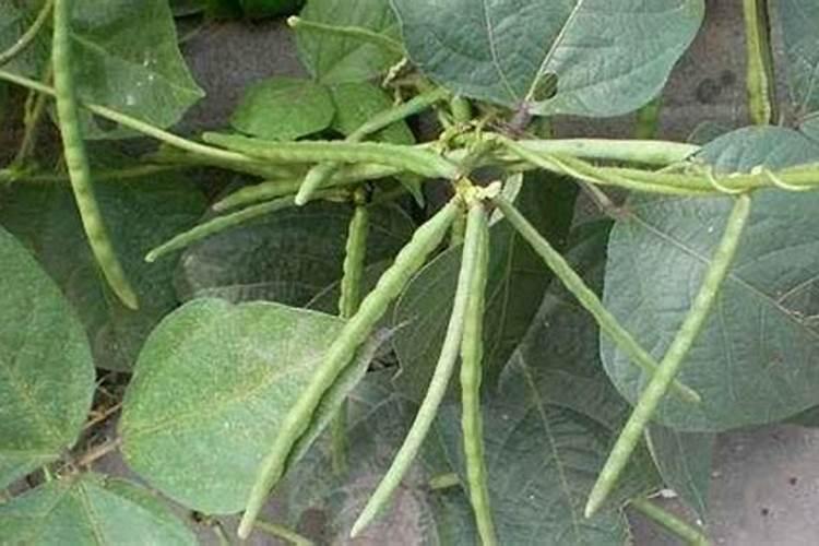 种绿豆用什么肥料好 施肥方法有哪些