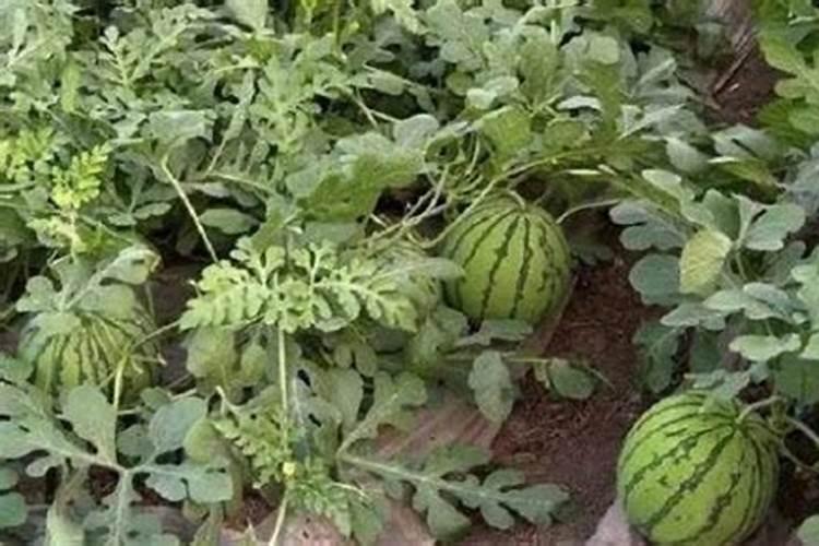 种西瓜用什么肥料做底肥 西瓜的施肥时间及方法