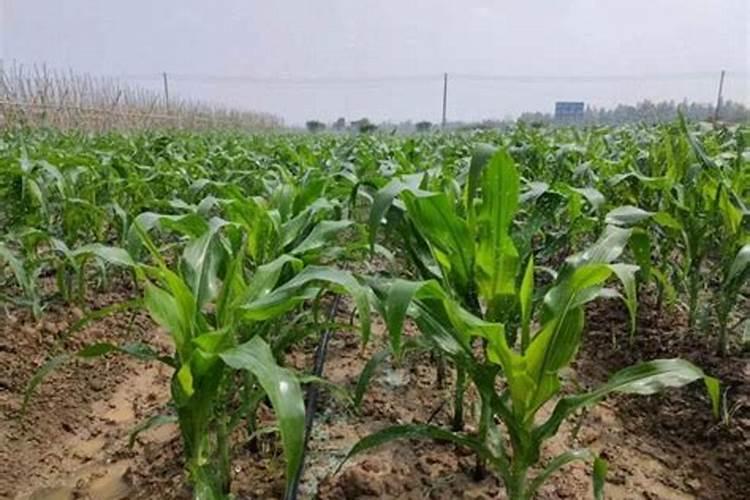 玉米肥料怎样施效果好
