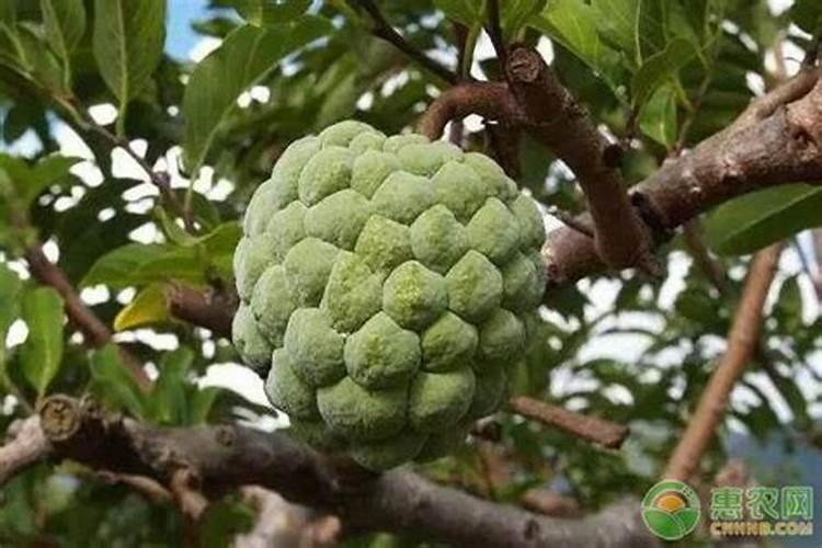 如何种植释迦水果
