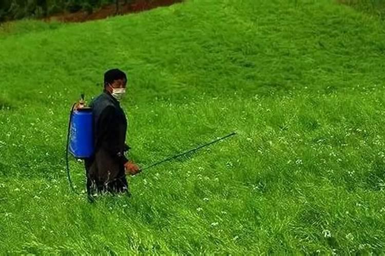 脐橙树打精草铵膦后几天可以浇水肥