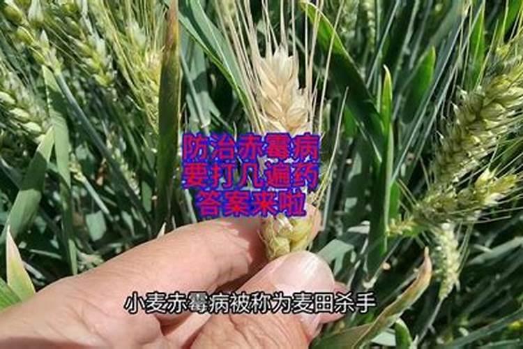防治小麦赤霉病的混合杀菌剂还有哪些？