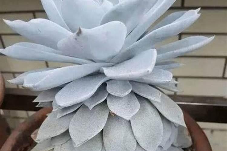 这几种多肉植物刚养殖和长大后的变化很大