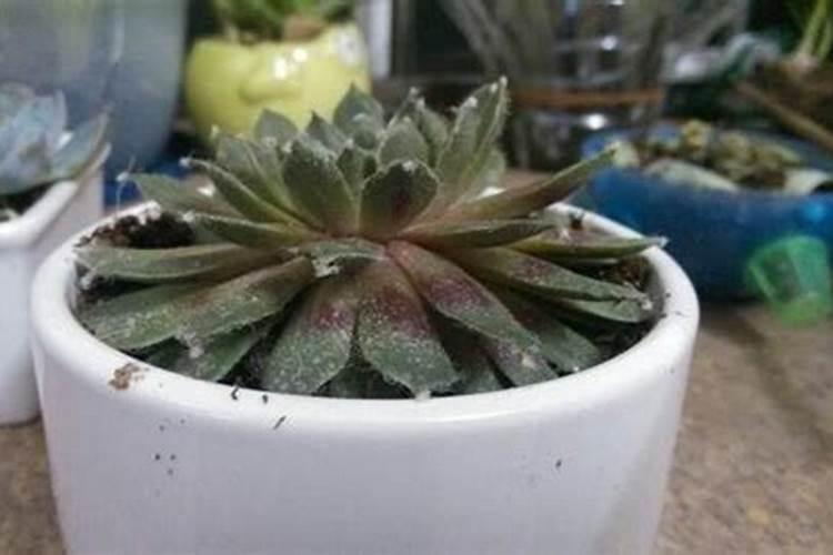 怎么养观音莲比较好？