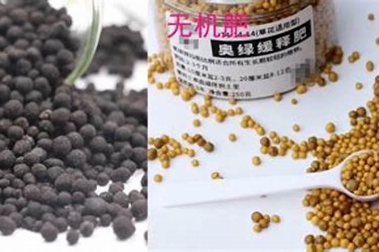 喜阳不怕晒的植物花卉大全(适合阳台暴晒的大型绿植)