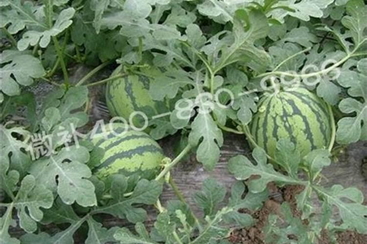 西瓜苗用什么叶面肥会比较不错