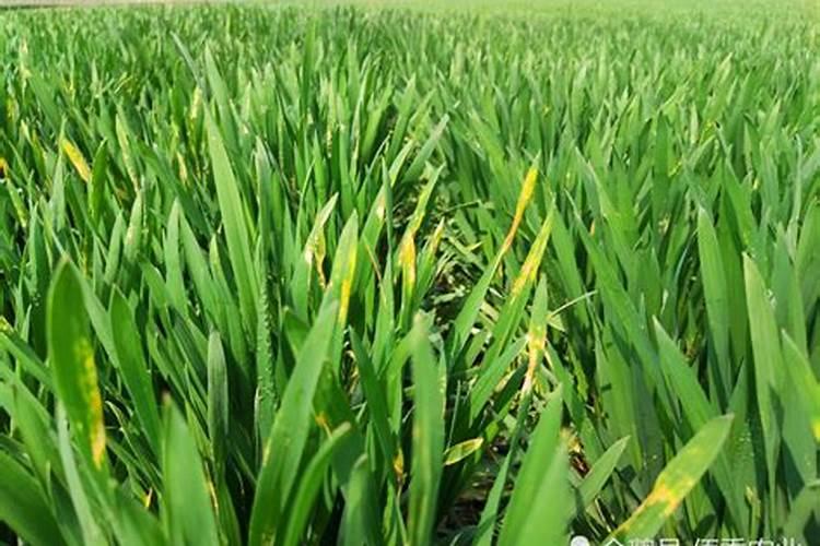 怎样施用硼肥防治小麦不稔症？