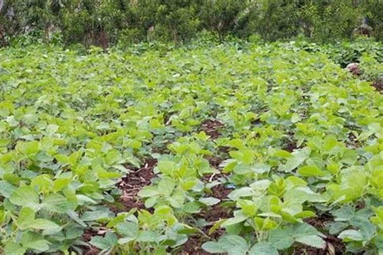 种黄豆几天浇一次水 种黄豆的养护要求