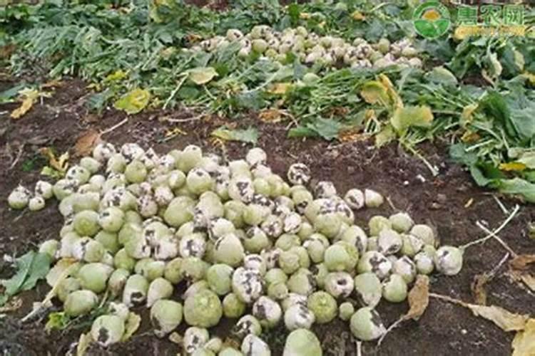 种植辣疙瘩用什么肥料好？