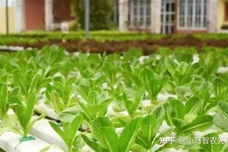 无土栽培具有哪些优点？