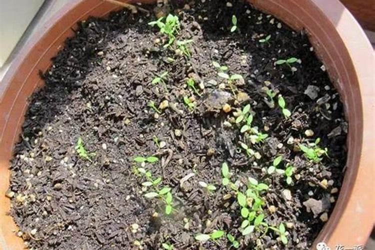 芹菜追什么肥长的快