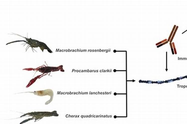 养花用矿原黄腐酸钾比例多少最好