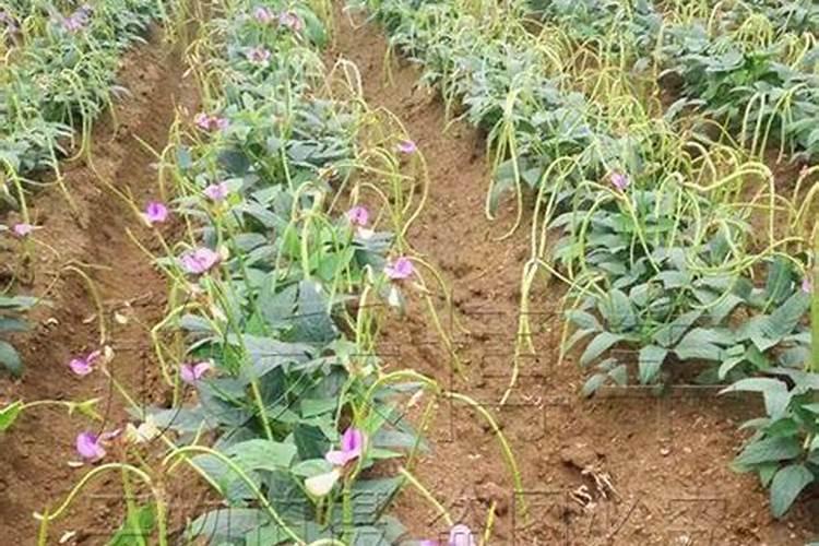 豆角多大开始浇水施肥