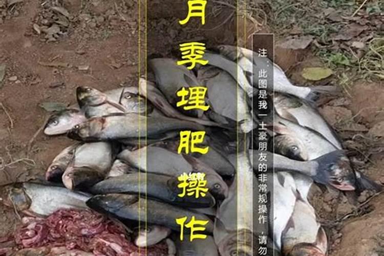 桔子施肥施什么肥最好