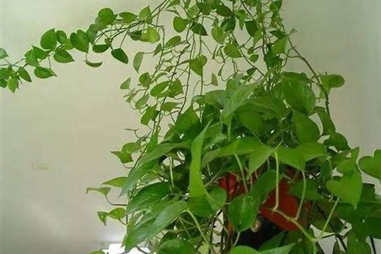 春天能打野麦子除草剂吗