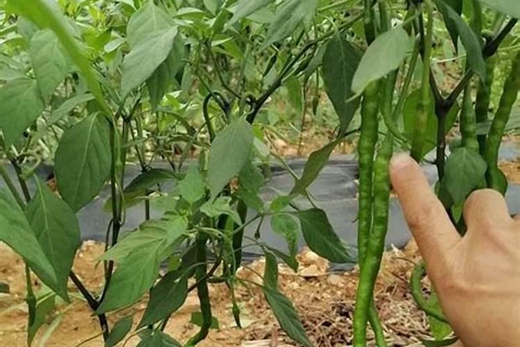 小麦专用叶面肥的作用