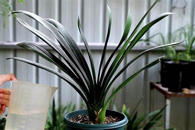 家养君子兰氮磷钾如何采用