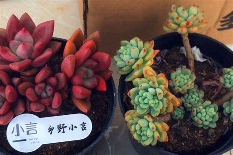 韭菜用芝麻饼怎么追肥？