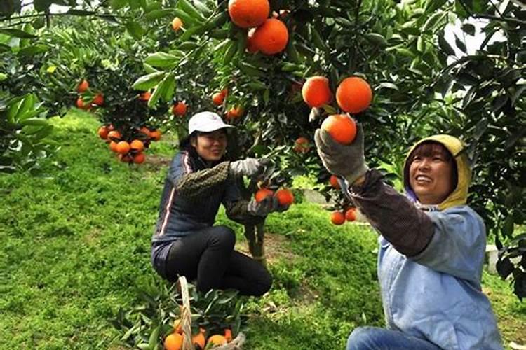 柑橘裂果的防治措施