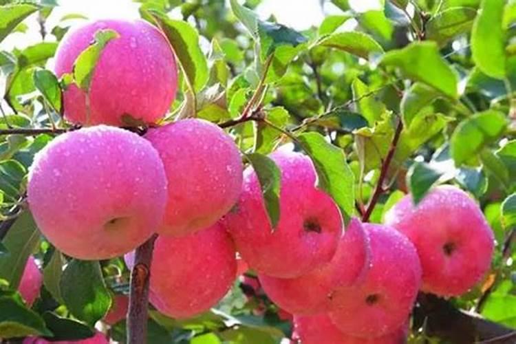 苹果快速着色的方法红又亮