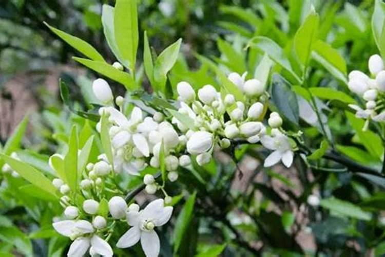 果树开花时需要施什么肥料