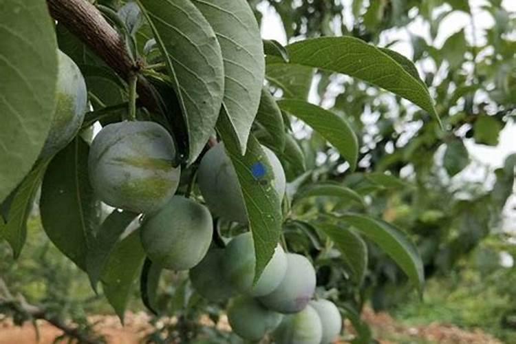 磷酸二氢钾是个宝,用对了,不仅花钱少,效果还好几倍!