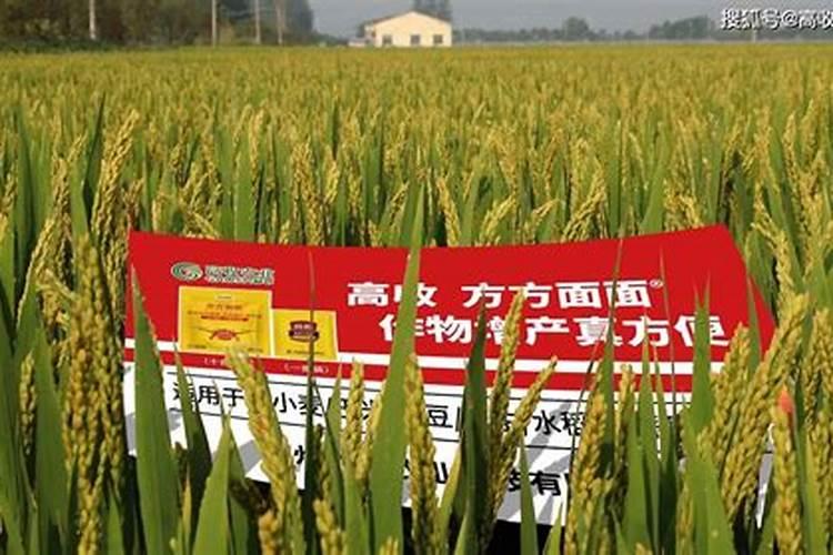 水稻什么时侯打第三遍农药