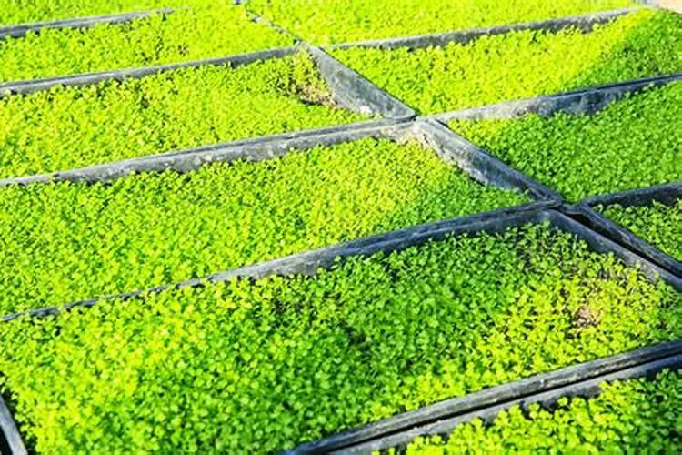 初学种菜需要注意哪些